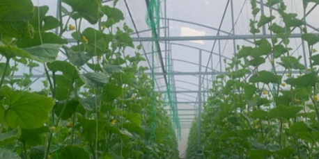 Greenhouse